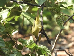 Leiothlypis celata lutescens