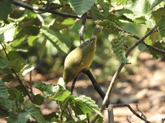 Leiothlypis celata lutescens