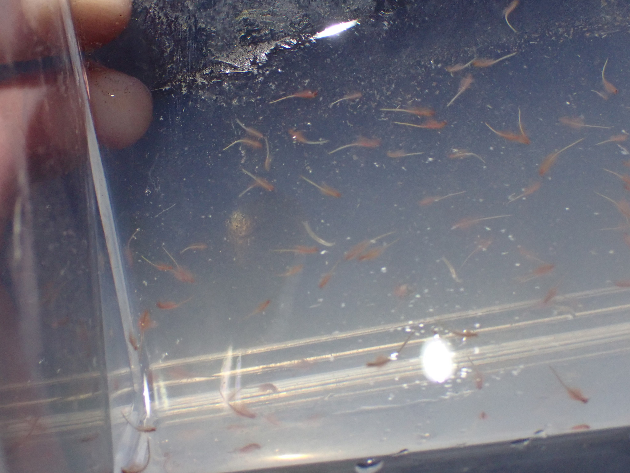 Artemia monica Verrill, 1869