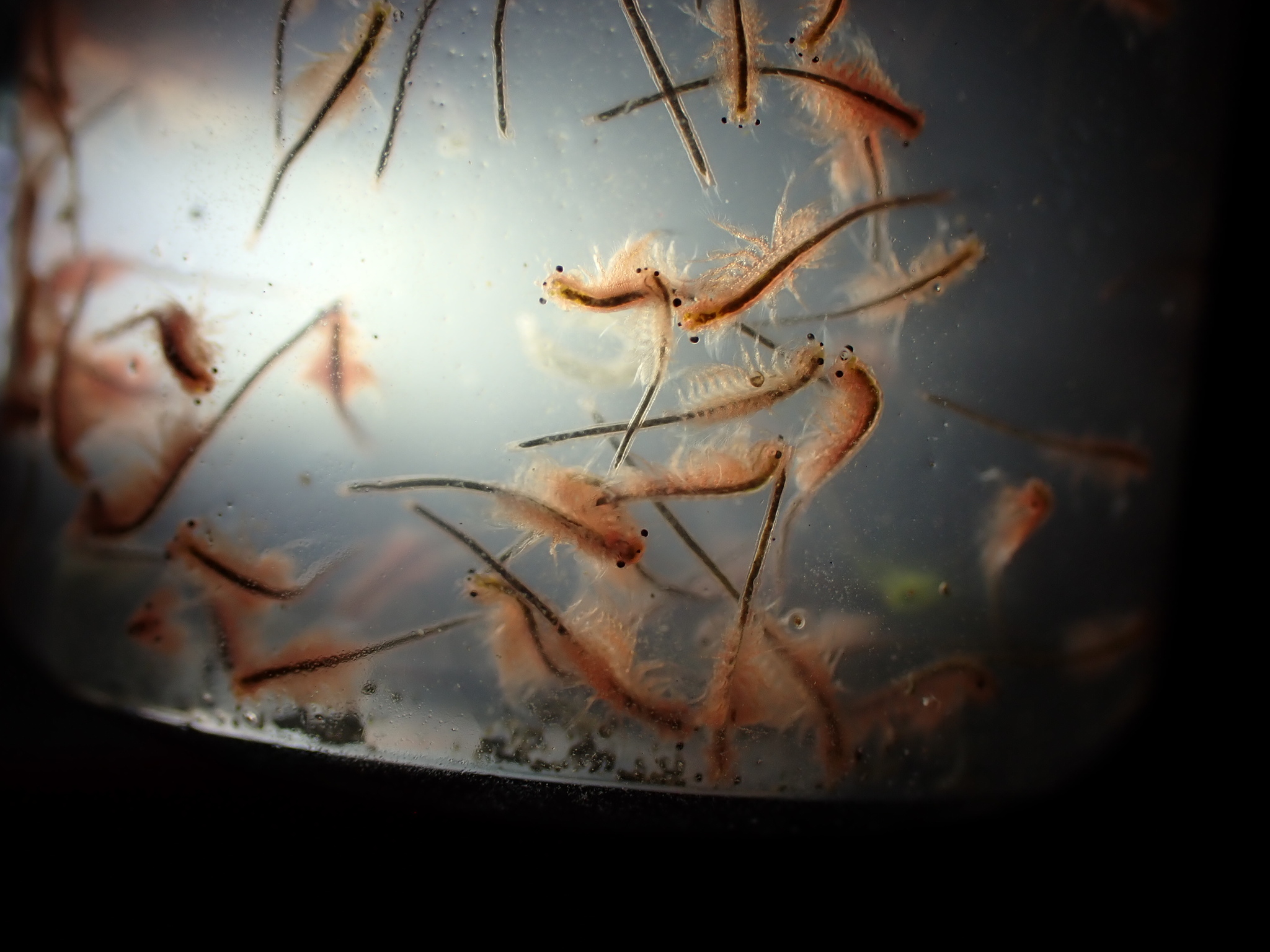 Artemia monica Verrill, 1869