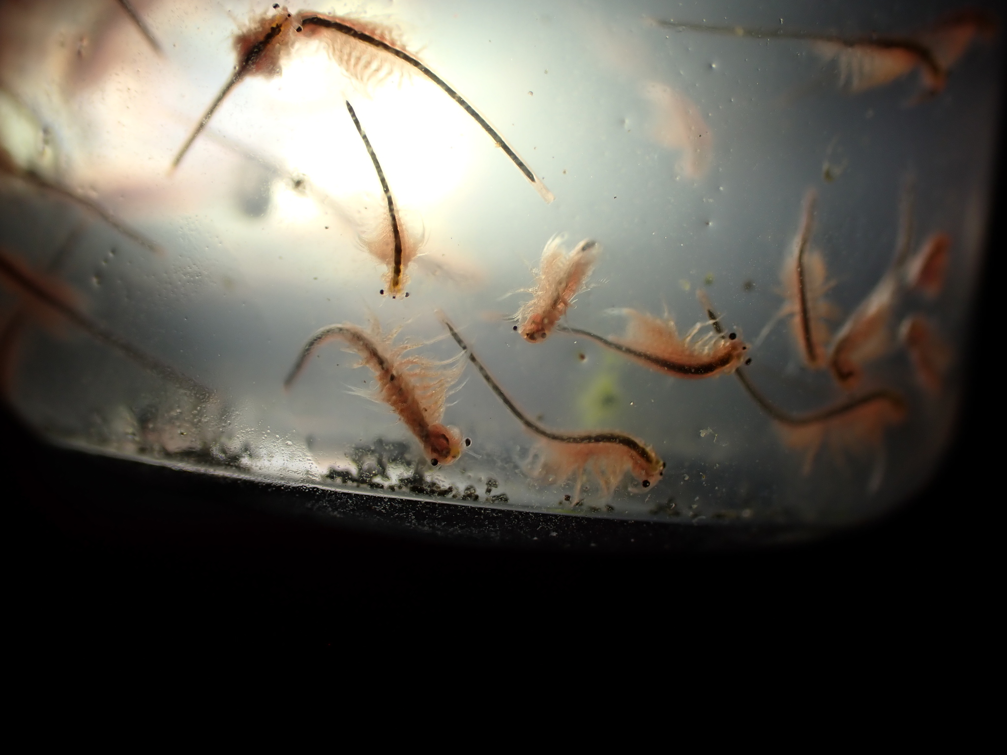 Artemia monica Verrill, 1869