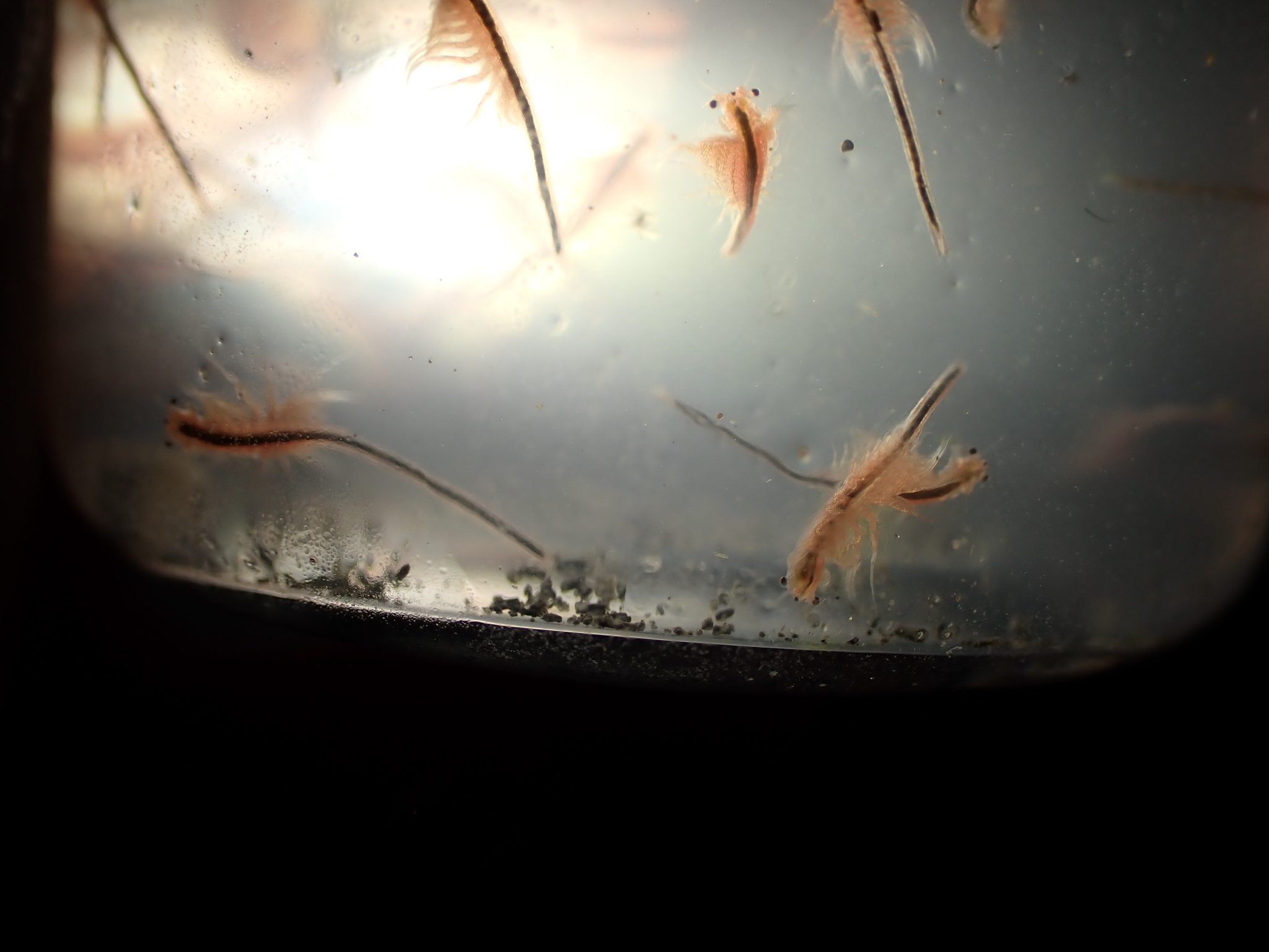 Artemia monica Verrill, 1869
