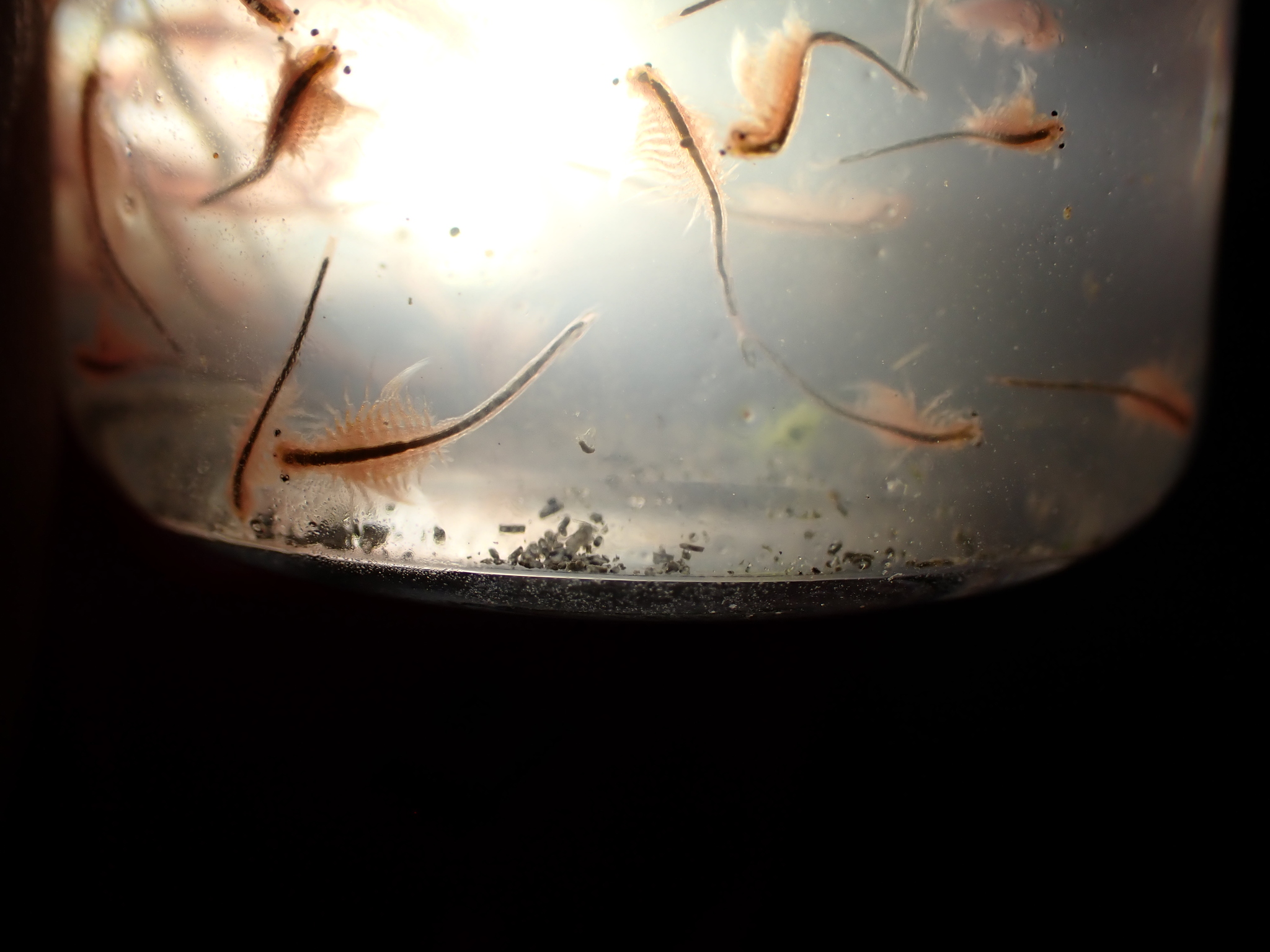 Artemia monica Verrill, 1869