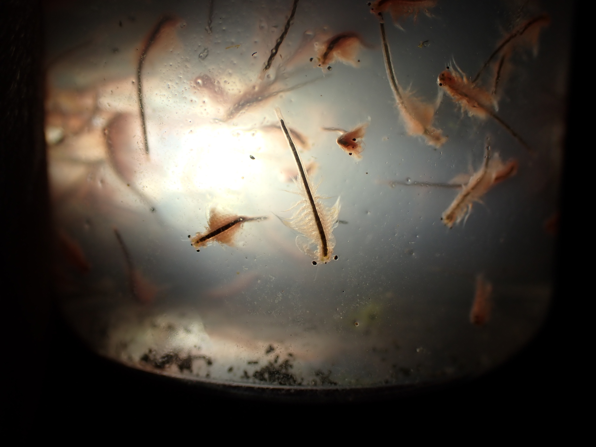 Artemia monica Verrill, 1869
