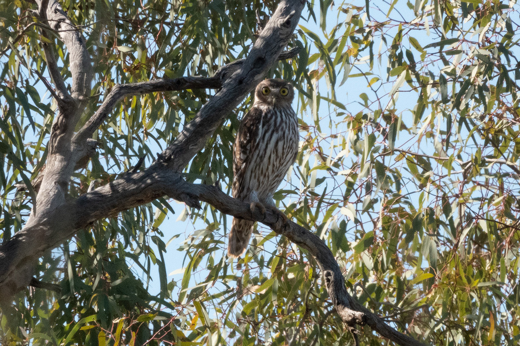 Barking Owl from Bulloo Downs QLD 4492, Australia on August 8, 2023 at ...