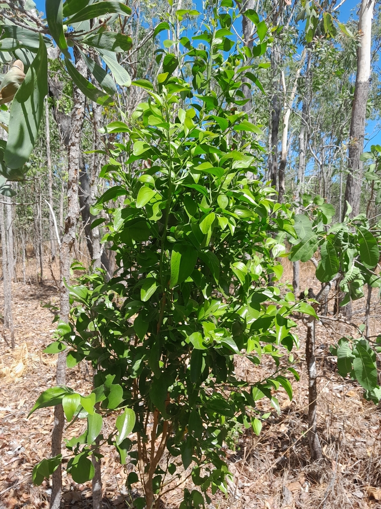 Native cherry tree Australia