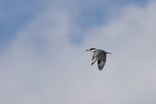 Belted Kingfisher photographed in Maryland