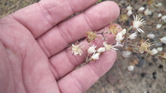 Lampranthus falcatus