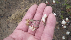 Lampranthus falcatus