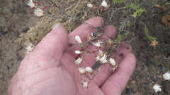Lampranthus falcatus