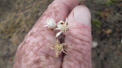 Lampranthus falcatus