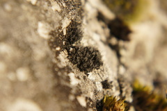 Grimmia tergestina
