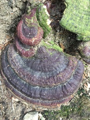Ganoderma sessile