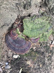 Ganoderma sessile