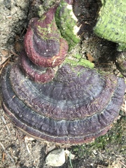Ganoderma sessile