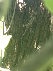 Tropidurus spinulosus
