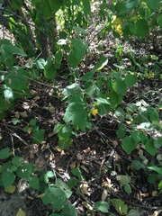 Wissadula densiflora