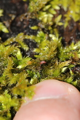 Brachythecium campestre