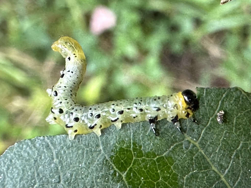 Rose Sawfly from Arena Boundary Rd, Central Frontenac, ON, CA on ...