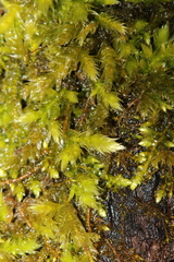 Brachythecium campestre