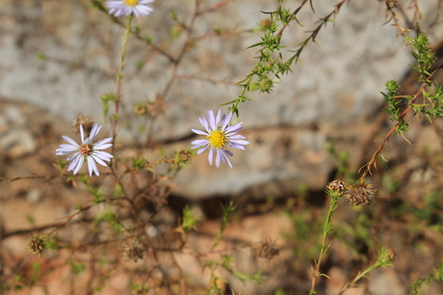 Image of Symphyotrichum kentuckiense by (c) Dominic, some rights reserved (CC BY)