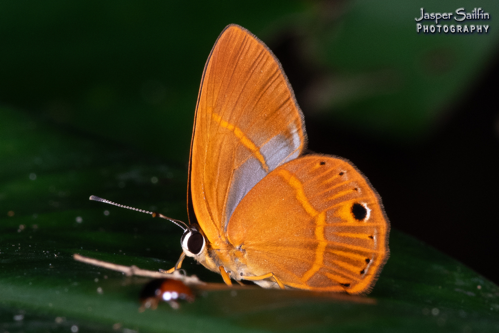 Euselasia manoa