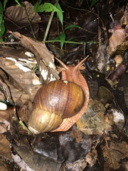 Megalobulimus popelairianus