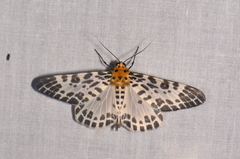 Pogonopygia nigralbata