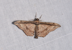 Hyposidra infixaria
