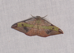 Hypochrosis hyadaria