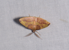 Heterolocha polymorphoides
