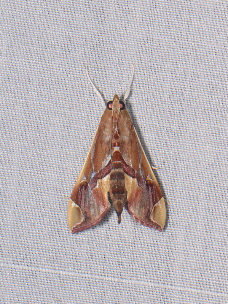 Agathodes modicalis