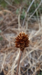 Xyris platylepis
