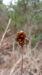 Xyris platylepis