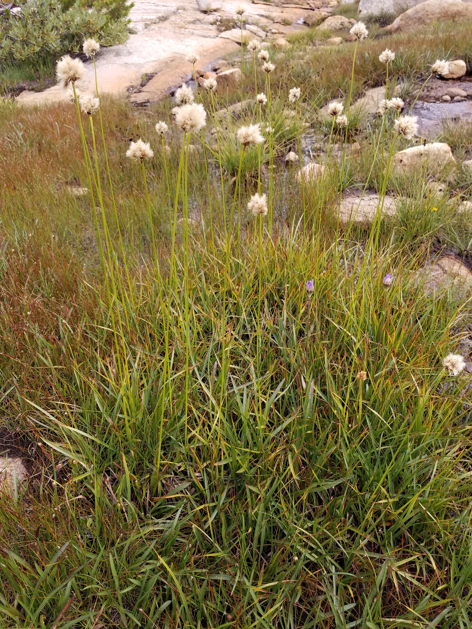 Calliscirpus brachythrix