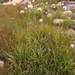 Short-hair Cottongrass - Photo (c) Thea Chesney, some rights reserved (CC BY-NC-SA), uploaded by Thea Chesney