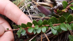 Vaccinium crassifolium