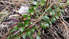 Vaccinium crassifolium