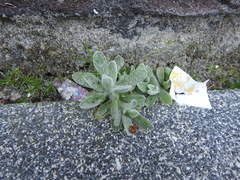 Stachys byzantina
