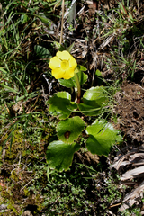 Ranunculus insignis