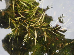 Potamogeton obtusifolius