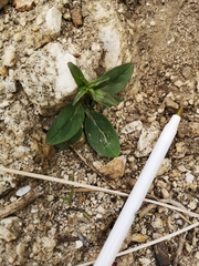 Sairocarpus coulterianus