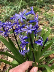 Hyacinthus