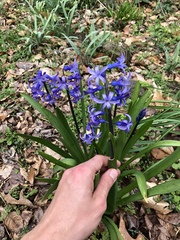 Hyacinthus