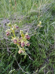 Ophrys umbilicata flavomarginata