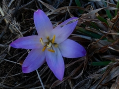 Colchicum bulbocodium