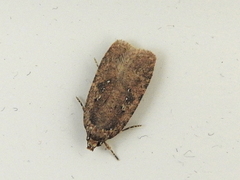 Agonopterix heracliana