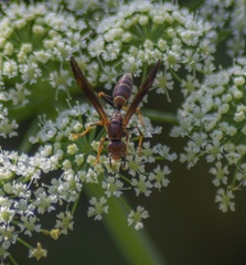 Polistes bahamensis