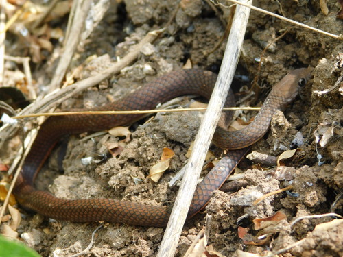 Orange-bellied Snake