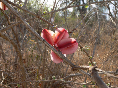 Combretum purpureiflorum (Combretum purpureiflorum)
